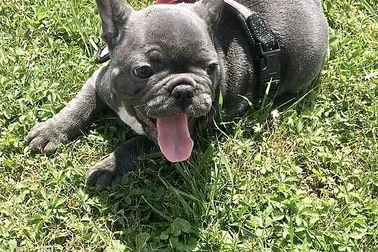 Buldog francuski