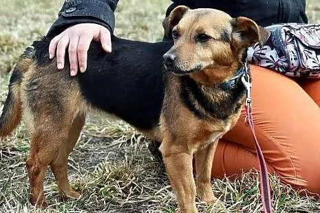 Mała Mona szuka domu,  Kundelki cała Polska