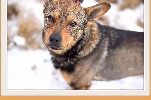 CZINCZIN-mały,9kg,łagodny,tulaśny,wesoły piesek.AD