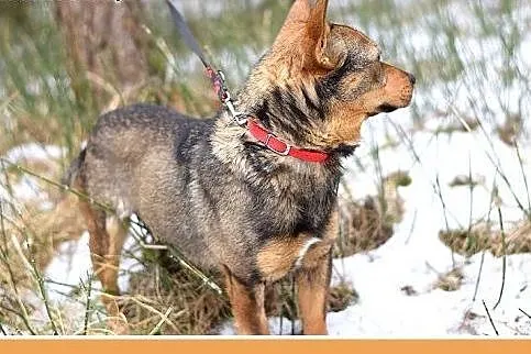 CZINCZIN-mały,9kg,łagodny,tulaśny,wesoły piesek.AD