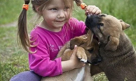 Trzy przecudnej urody POMPONY do adopcji :), mazo