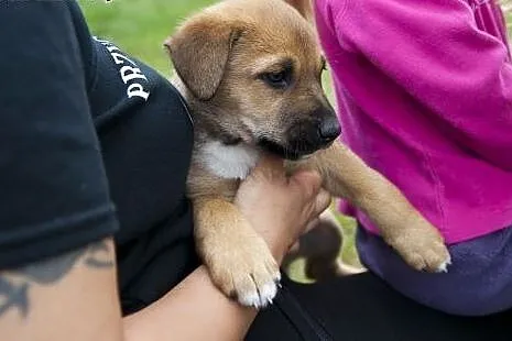 Trzy przecudnej urody POMPONY do adopcji :),  mazo