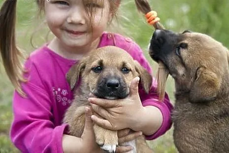 Trzy przecudnej urody POMPONY do adopcji :),  mazo