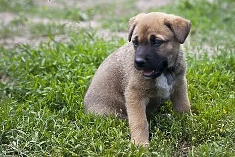 Trzy przecudnej urody POMPONY do adopcji :),  mazo