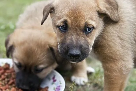 Trzy przecudnej urody POMPONY do adopcji :),  mazo