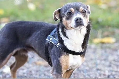 YOGI  8kg psiak do pokochania od zaraz!,  mazowieckie Warszawa