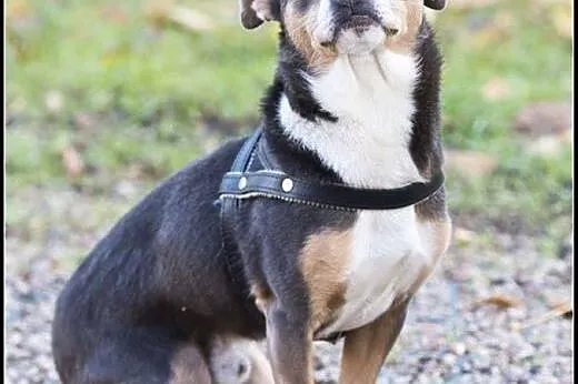 YOGI  8kg psiak do pokochania od zaraz!,  mazowiec