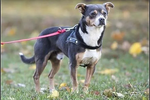 YOGI  8kg psiak do pokochania od zaraz!,  mazowiec