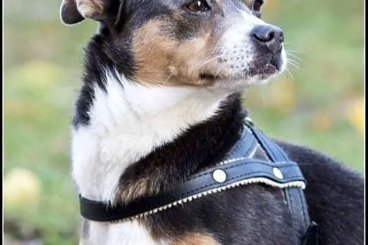 YOGI  8kg psiak do pokochania od zaraz!,  mazowiec