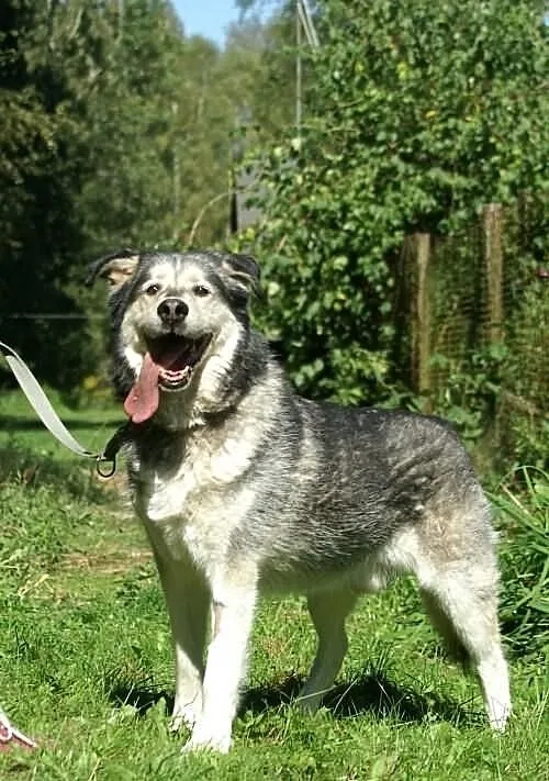 Aron - pełen optymizmu psiak w typie husky do adop