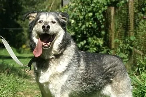 Aron - pełen optymizmu psiak w typie husky do adop