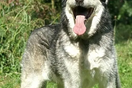 Aron - pełen optymizmu psiak w typie husky do adop