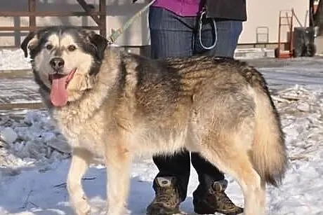 Aron - pełen optymizmu psiak w typie husky do adop