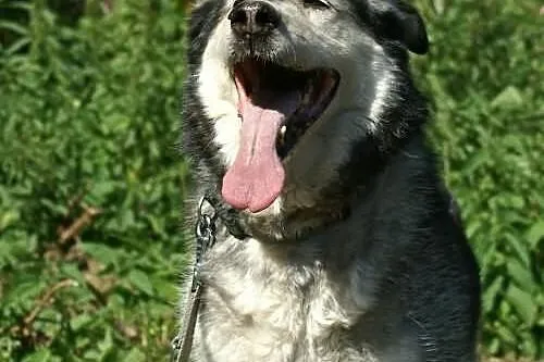 Aron - pełen optymizmu psiak w typie husky do adop