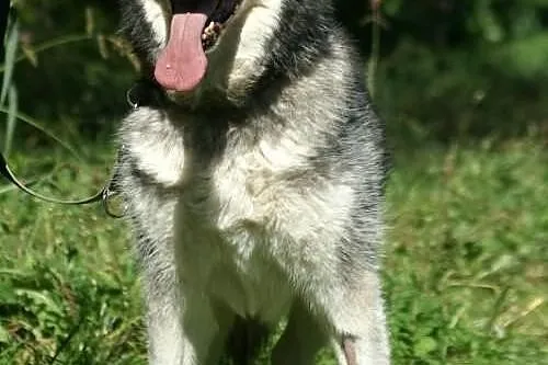 Aron - pełen optymizmu psiak w typie husky do adop