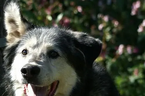 Aron - pełen optymizmu psiak w typie husky do adop
