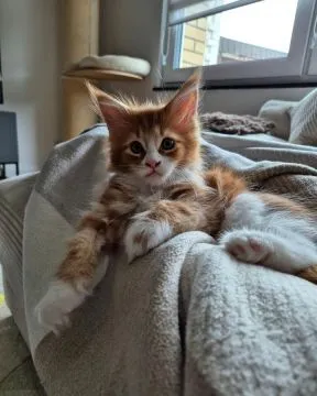 Kocieta Maine Coon... e-mail z aktualizacjami: {{legowikanna7@gmail.com}}