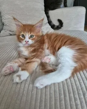 Kocieta Maine Coon... e-mail z aktualizacjami: {{legowikanna7@gmail.com}}, , Wrocławice