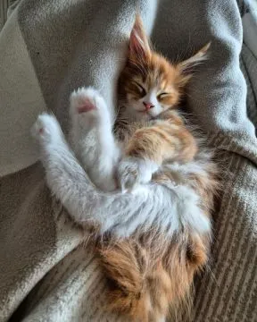 Kocieta Maine Coon... e-mail z aktualizacjami: {{legowikanna7@gmail.com}}, , Wrocławice