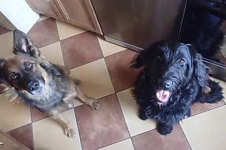 Tusia do adopcji sznaucer olbrzym,  Sznaucer cała 