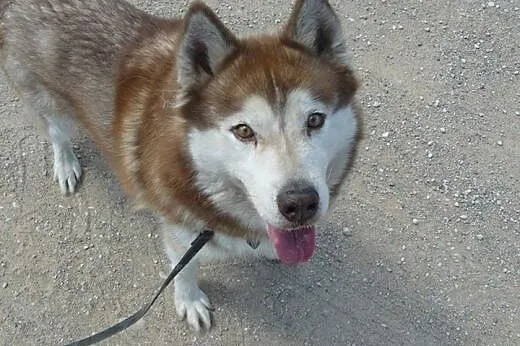 Sampo - piękny rudy husky czeka na adopcję,  śląsk