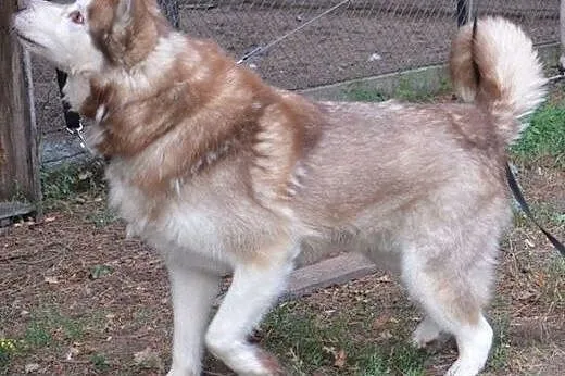 Sampo - piękny rudy husky czeka na adopcję,  śląsk