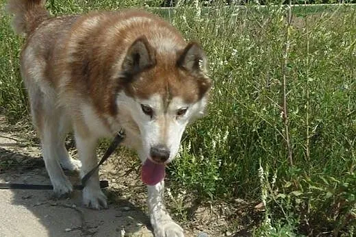 Sampo - piękny rudy husky czeka na adopcję,  śląsk