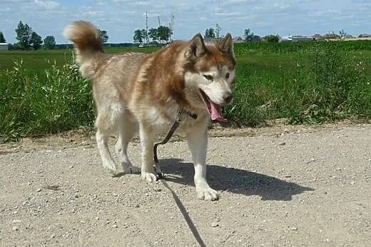 Sampo - piękny rudy husky czeka na adopcję,  śląsk