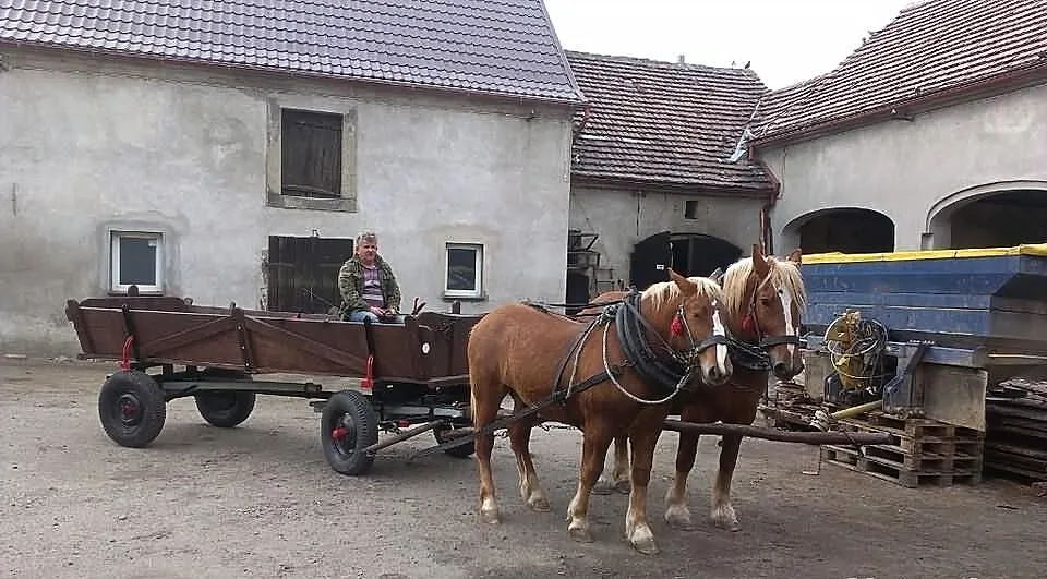 OGIER zimnokrwisty urodzony 2013 pełna dokumantacj