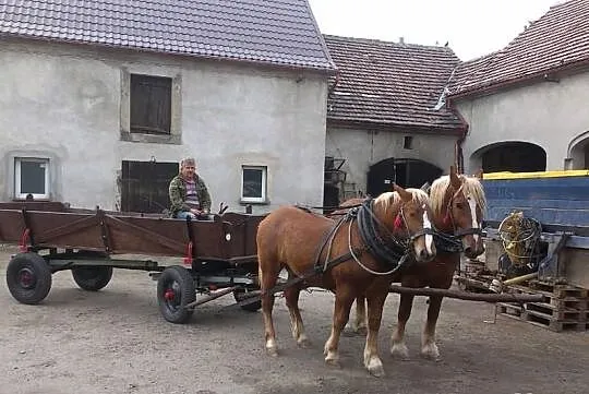 OGIER zimnokrwisty urodzony 2013 pełna dokumantacj