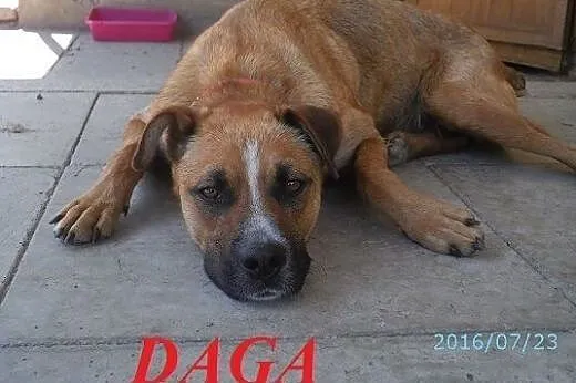 DAGA - duży psiak o gołębim sercu.,  małopolskie N