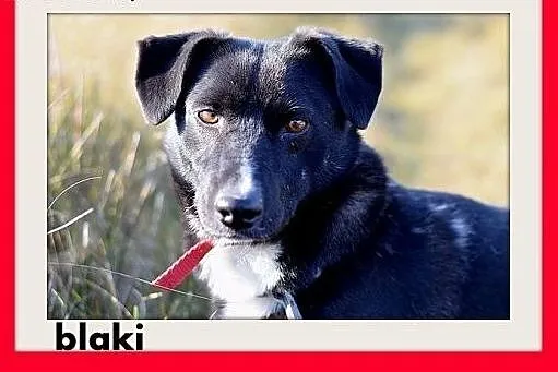 BLAKI,rodzinny,towarzyski,łagodny pies.ADOPCJA, dolnośląskie Wrocław