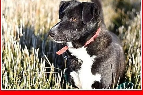 BLAKI,rodzinny,towarzyski,łagodny pies.ADOPCJA,  d