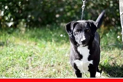 BLAKI,rodzinny,towarzyski,łagodny pies.ADOPCJA,  d