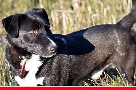 BLAKI,rodzinny,towarzyski,łagodny pies.ADOPCJA,  d