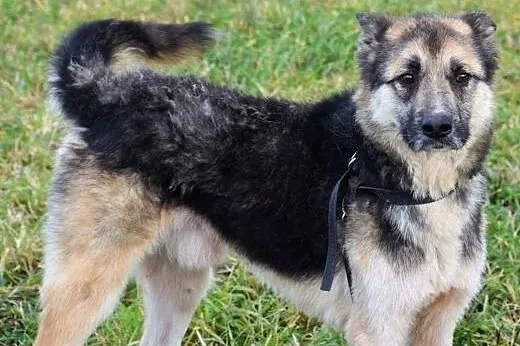 Bocho grzeczny opanowany psiak marzy o własnym dom