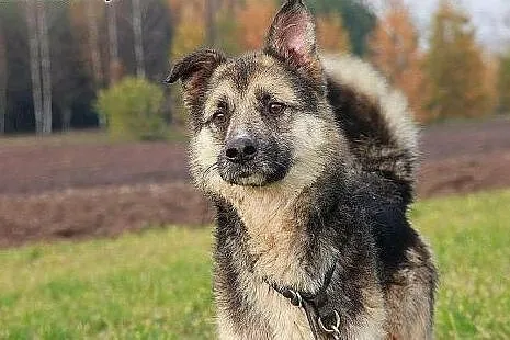 Bocho grzeczny opanowany psiak marzy o własnym dom
