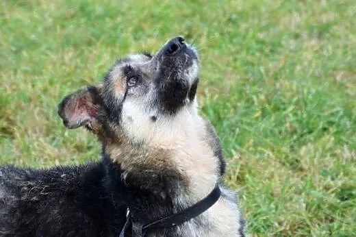 Bocho grzeczny opanowany psiak marzy o własnym dom