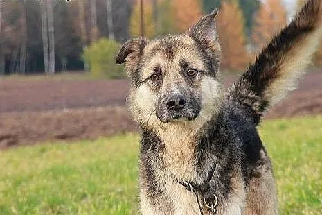 Bocho grzeczny opanowany psiak marzy o własnym dom