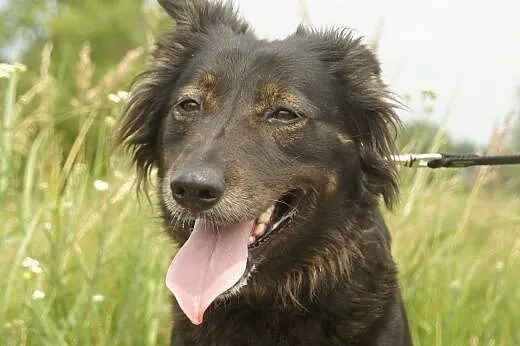 Nela :) suczka, adopcja,  lubuskie Gorzów Wielkopolski