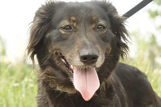 Nela :) suczka, adopcja,  lubuskie Gorzów Wielkopo