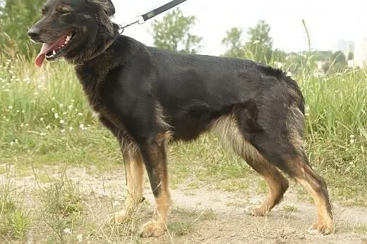 Nela :) suczka, adopcja,  lubuskie Gorzów Wielkopo