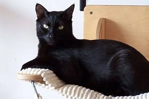 BEZAN - nieśmiały czarny koci rozbójnik :),  mazow