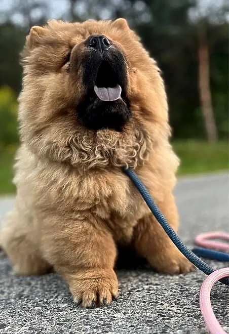 Szczenięta chow chow, Warmińsko-mazurskie, Nowe Miasto Lubawskie