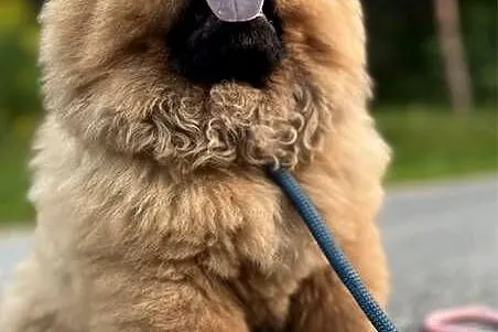 Szczenięta chow chow, Warmińsko-mazurskie, Nowe Miasto Lubawskie