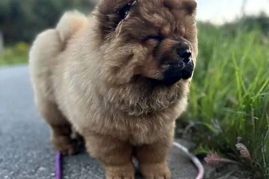 Szczenięta chow chow, Warmińsko-mazurskie, Nowe Miasto Lubawskie