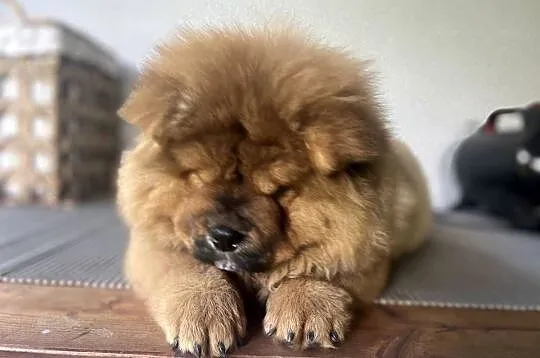 Szczenięta chow chow, Warmińsko-mazurskie, Nowe Miasto Lubawskie