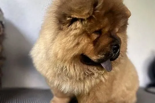 Szczenięta chow chow, Warmińsko-mazurskie, Nowe Miasto Lubawskie