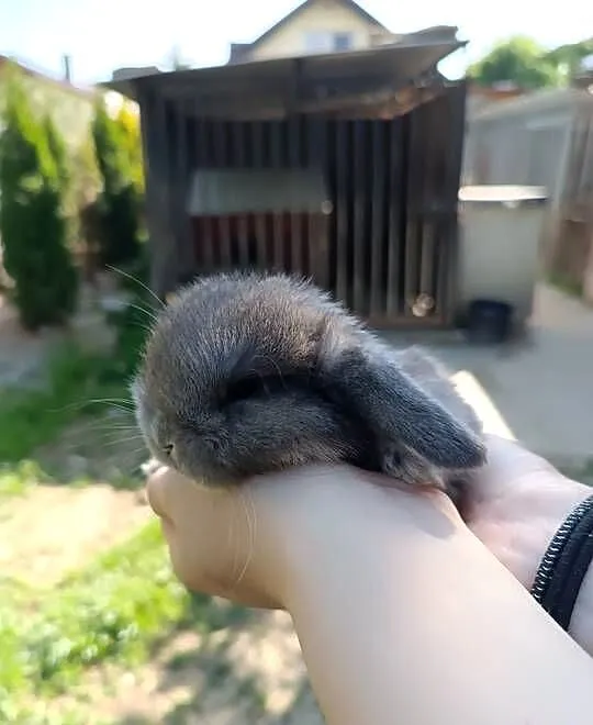 Króliczki Mini Lop, Podkarpackie, Jaśliska