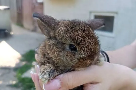 Króliczki Mini Lop, Podkarpackie, Jaśliska